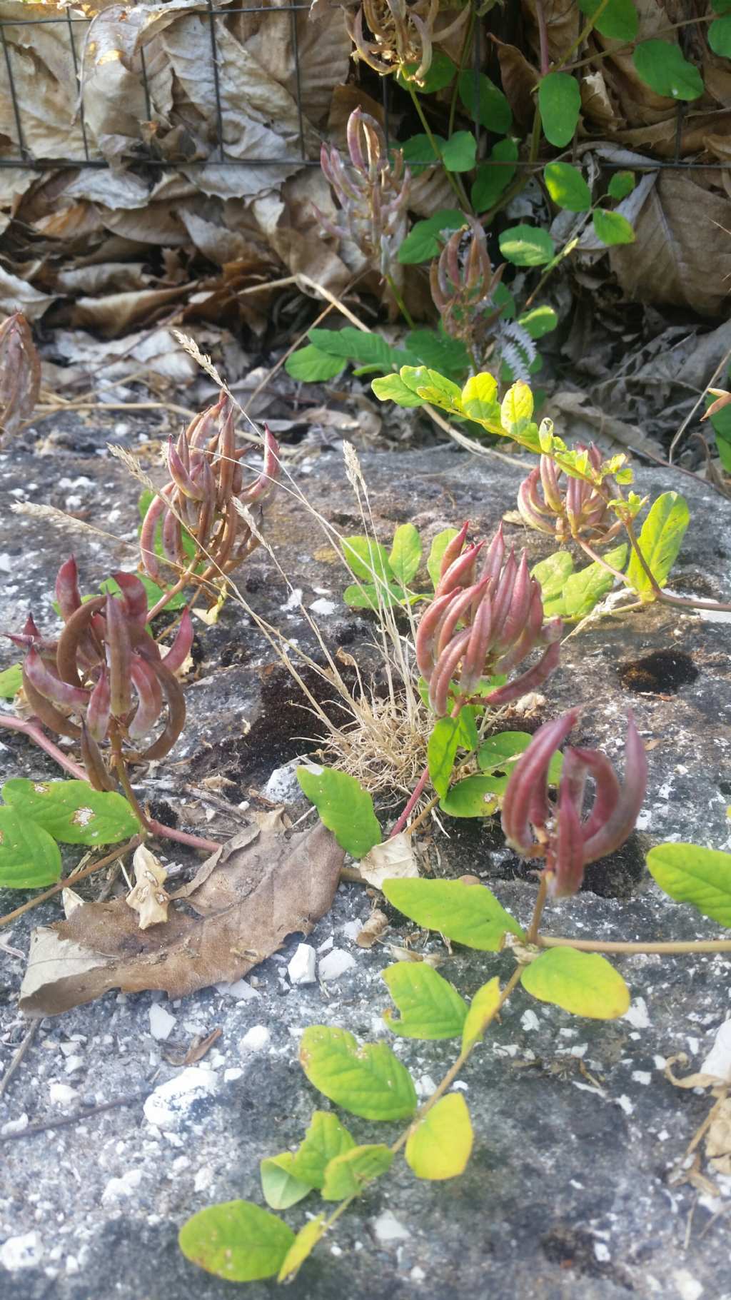 Astragalus glycyphyllos (Fabaceae)